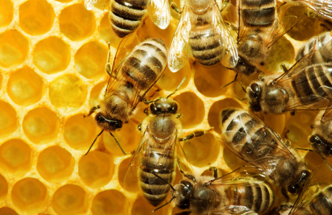 Вернулся с пасеки: в Ровенской области пчелы насмерть покусали мужчину