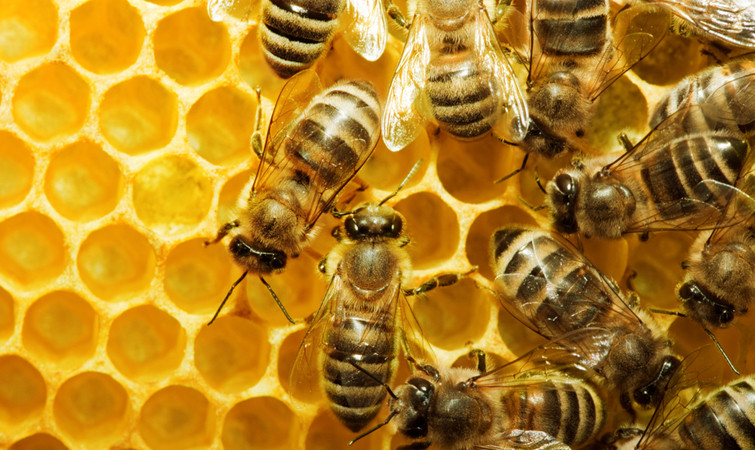 Вернулся с пасеки: в Ровенской области пчелы насмерть покусали мужчину