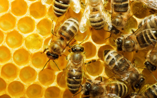 Вернулся с пасеки: в Ровенской области пчелы насмерть покусали мужчину