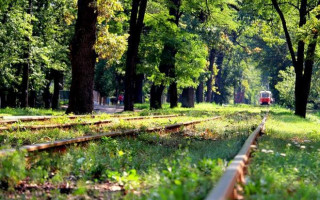 Прокуратура повернула громаді Пуща-Водицького лісництва землі вартістю 105 млн грн