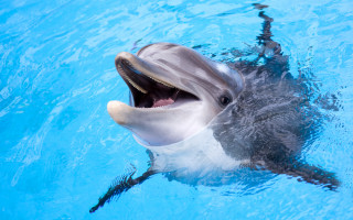 Пытался выброситься на берег: под Николаевом спасли малыша дельфина, видео