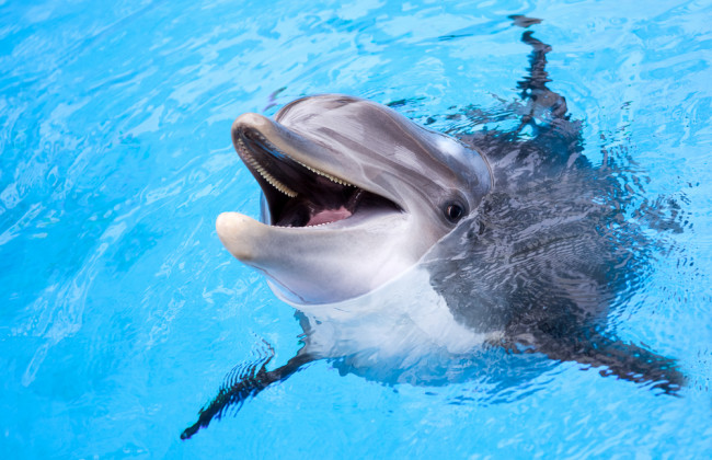 Пытался выброситься на берег: под Николаевом спасли малыша дельфина, видео