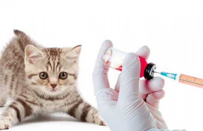 В Киевской области из-за бешеного кота 11 сел оказались в зоне карантина