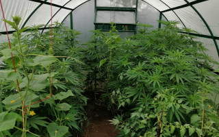 На Рівненщині кияни вирощували канабіс в теплиці та виготовляли психотропи