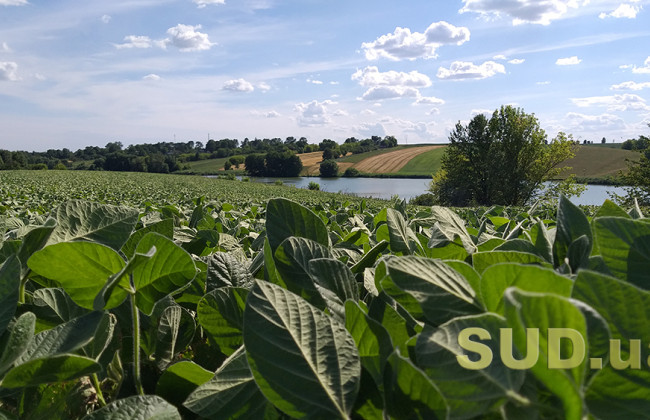 Аграрний комітет розглядає зміни до законодавства щодо обігу насіння