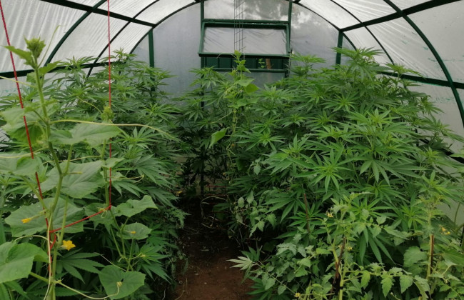 На Рівненщині кияни вирощували канабіс в теплиці та виготовляли психотропи