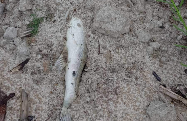 Экологическая катастрофа: берег Киевского водохранилища завален мертвой рыбой