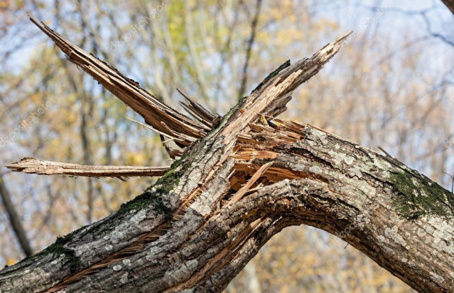 Во Львове дерево упало на ребенка: мальчик в реанимации