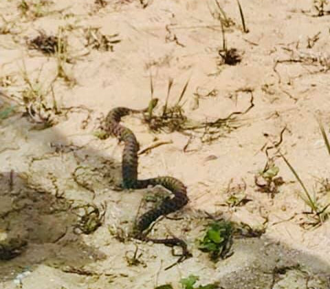 Побережье Азовского моря оккупировали змеи: люди боятся ходить на пляж