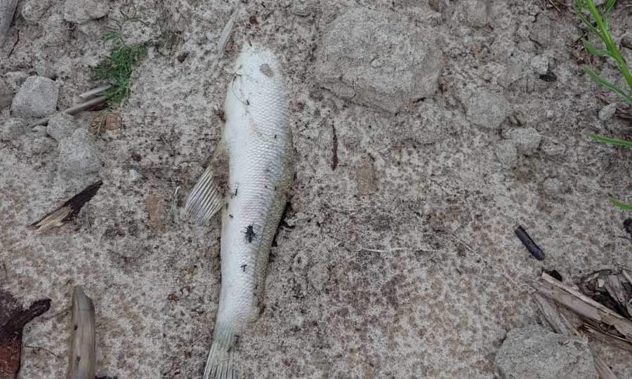 Экологическая катастрофа: берег Киевского водохранилища завален мертвой рыбой