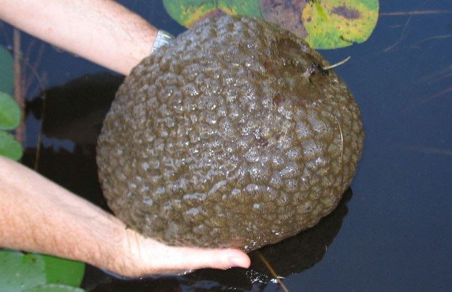 В водоемах Киева заметили опасных рыб: фото