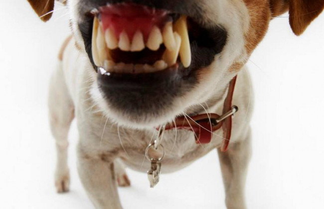 У Сумах охоронець нацькував собак на чоловіка з дитиною