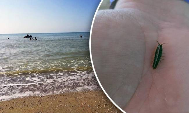 В Азовском море появилась новая напасть: укусы блох вызывают аллергию, фото