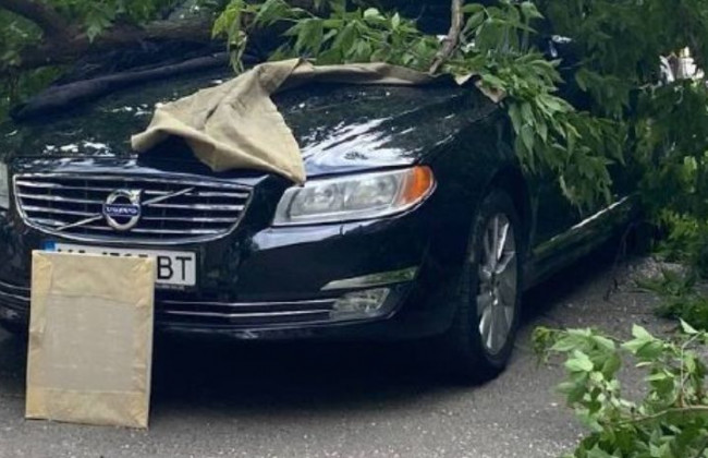 В Киеве дерево рухнуло на машину «героя парковки», фото