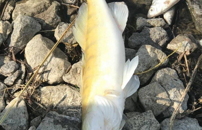 На Київщині гине риба від високих температур води