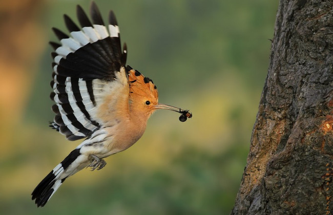 Під Києвом помітили рідкісних птахів: фото