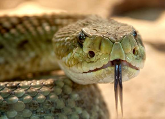 Змеи стали чаще нападать на украинцев: атакуют прямо во дворах домов