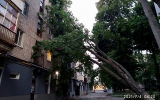 В Харькове на жилой дом упало дерево