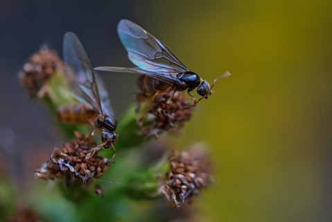 Рои летающих муравьев заполонили Лондон перед финалом Евро-2020