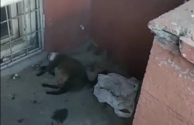 Погиб на глазах у детей: в Киеве женщина выбросила из окна многоэтажки кота