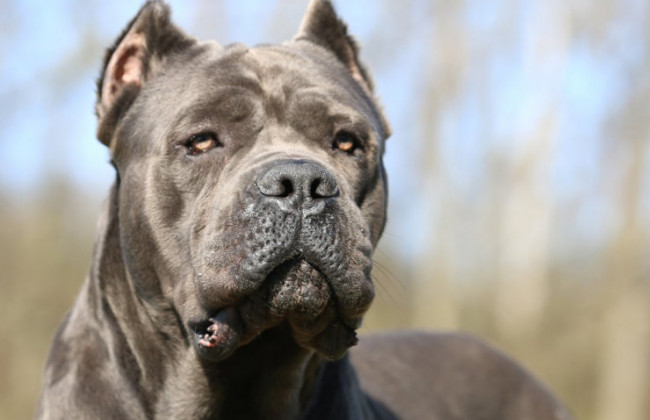 В Киеве пес напал на ребенка: хозяин в это время отдыхал рядом