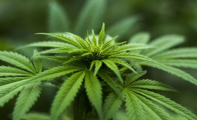 Нацполіція чи Кабмін: хто регулюватиме ринок канабісу в Україні