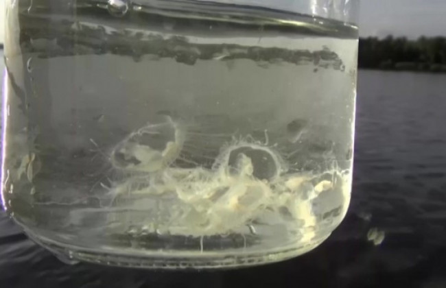 У річці Дніпро в Києві помітили медуз: відео