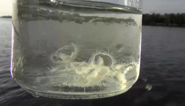 У річці Дніпро в Києві помітили медуз: відео
