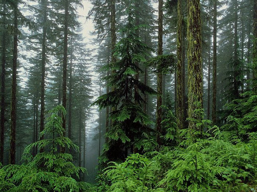 В Україні ухвалили за основу закон про збереження лісів