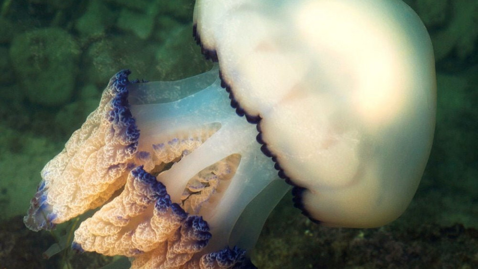 Ученые рассказали, как бороться с нашествием медуз в Азовском море