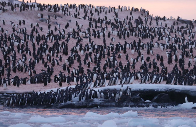 Изменение климата: возле украинской станции на Антарктиде рекордные скопления пингвинов