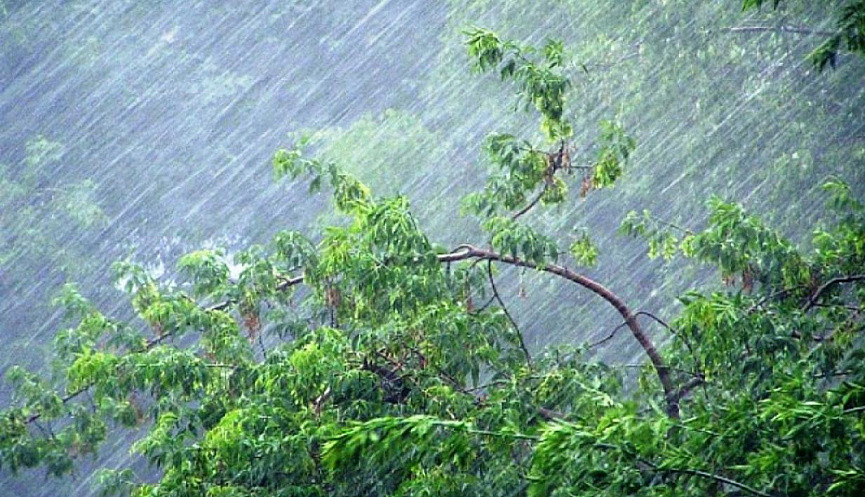 Харьков накрыла непогода: ураган валил деревья и сносил палатки, видео