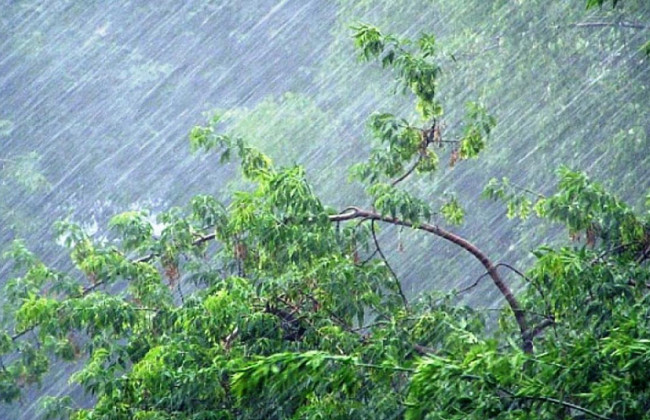 Харьков накрыла непогода: ураган валил деревья и сносил палатки, видео