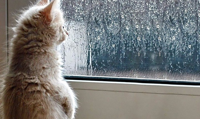 Украинцам сообщили, какие области 20 июля накроет ливень