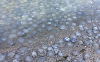 Курорт на Азовском море полностью «усеян» медузами: видео