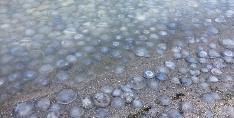 Курорт на Азовском море полностью «усеян» медузами: видео