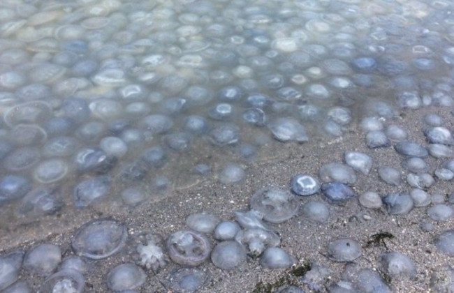 Курорт на Азовском море полностью «усеян» медузами: видео