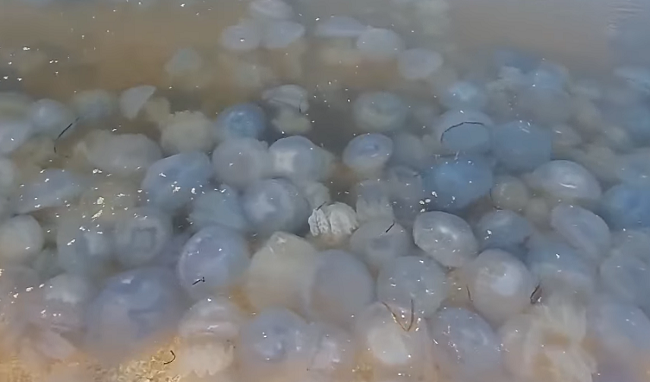 Полчища медуз заполнили курорт на Арабатской стрелке:  видео