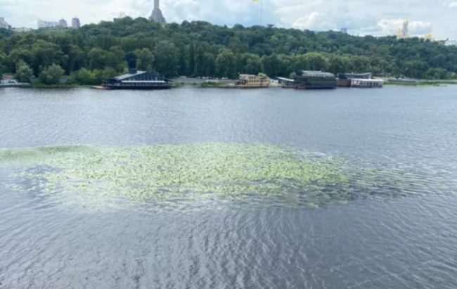 В Киеве заметили «зеленые островки» на реке Днепр: насколько это опасно