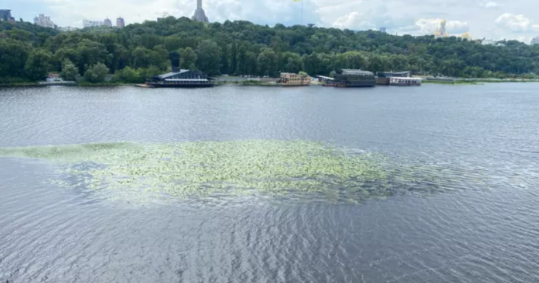 В Киеве заметили «зеленые островки» на реке Днепр: насколько это опасно