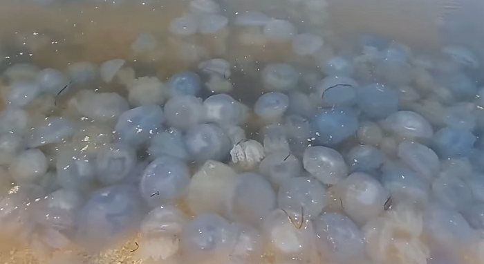 Полчища медуз заполнили курорт на Арабатской стрелке:  видео