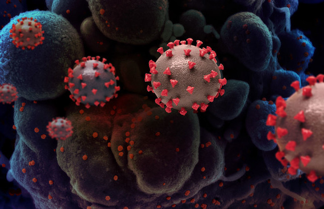 Китай отверг план ВОЗ по изучению происхождения COVID-19: названы причины