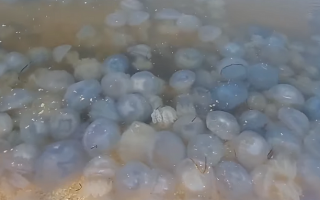 Полчища медуз заполнили курорт на Арабатской стрелке:  видео