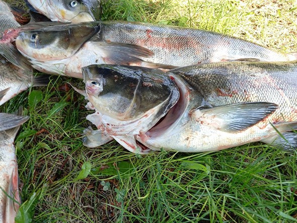 Поблизу греблі Дніпрогес на Запоріжжі виявили 4 тонни мертвої риби