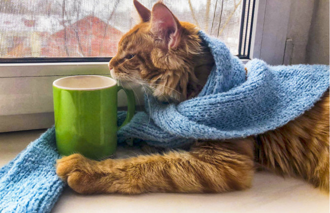 Ученые назвали восприимчивых к коронавирусу животных