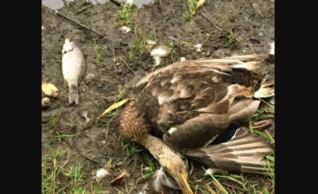 Массовая гибель птиц и рыбы: в прудах Голосеевского парка обнаружили яд