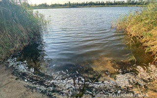 Загибель риби в Україні: цього разу масовий мор виявили на Луганщині