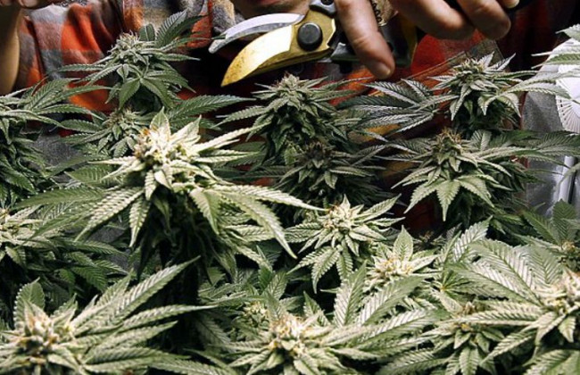 В Колумбии разрешили экспорт каннабиса