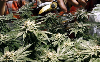 В Колумбии разрешили экспорт каннабиса