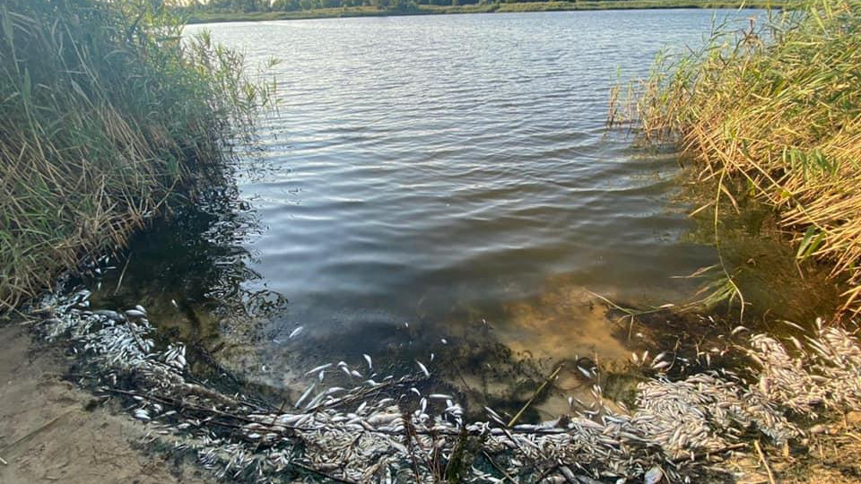 Загибель риби в Україні: цього разу масовий мор виявили на Луганщині